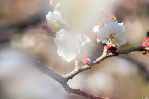 梅の花