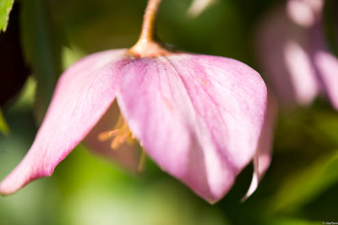 クリスマスローズ