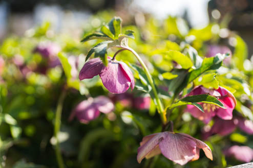 クリスマスローズ