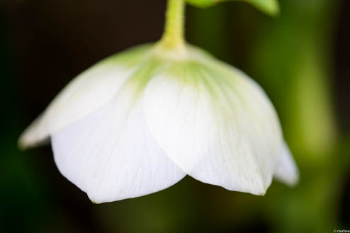 白いクリスマスローズ