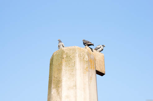 柱と鳥
