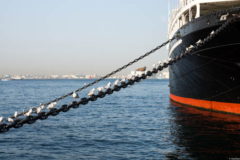 氷川丸とユリカモメ