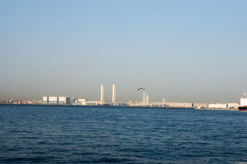 海とユリカモメ