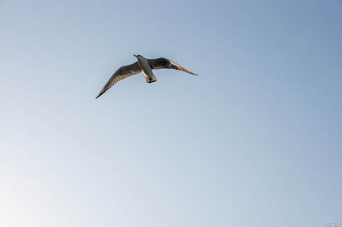 空とユリカモメ