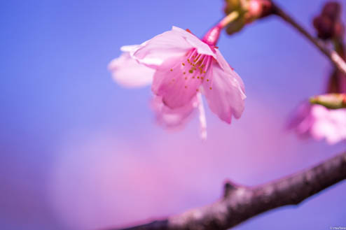 桜