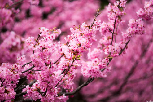 横浜緋桜