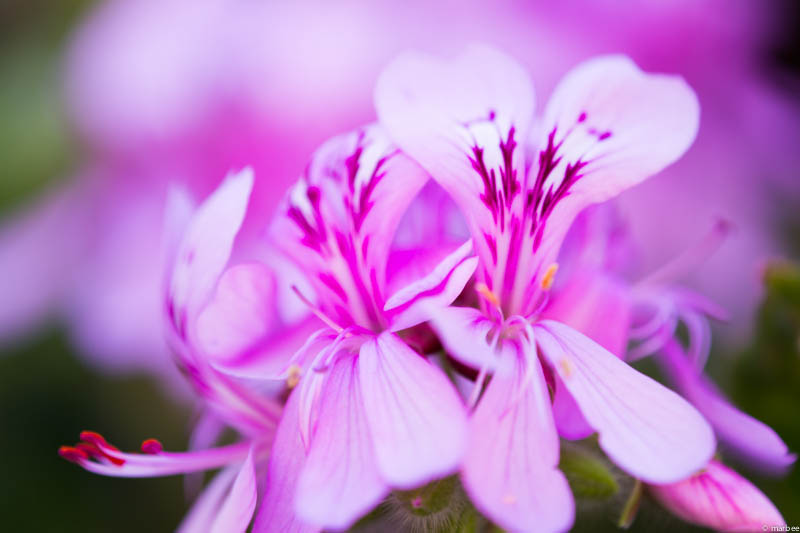 パインゼラニウム