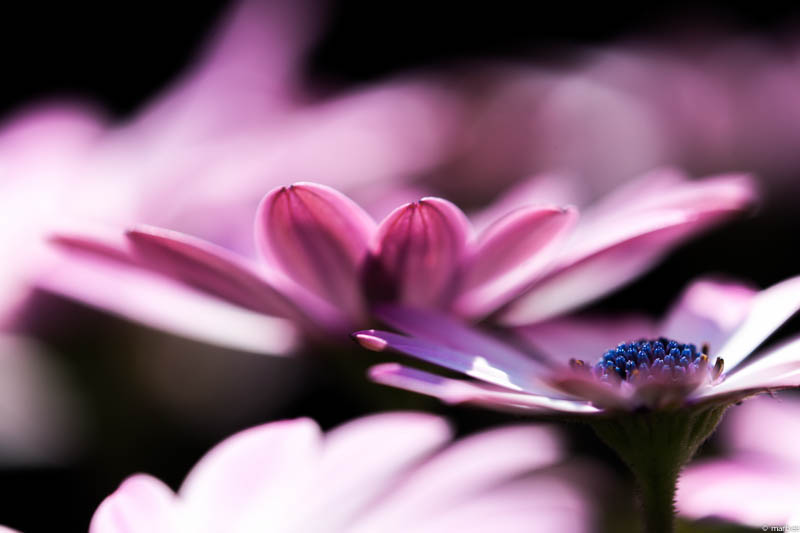 オステオスペルマム