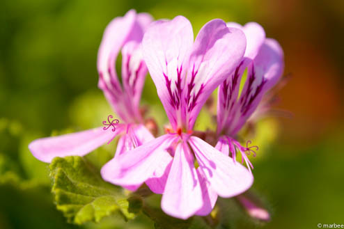 パインゼラニュウム