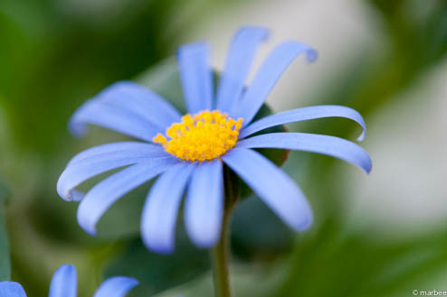 ブルーデージー