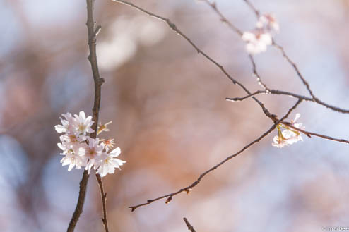 寒桜