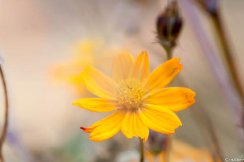 キバナコスモス