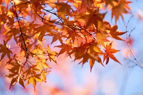 紅葉