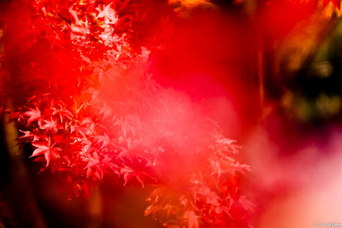 紅葉