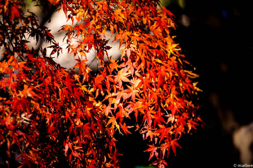 紅葉