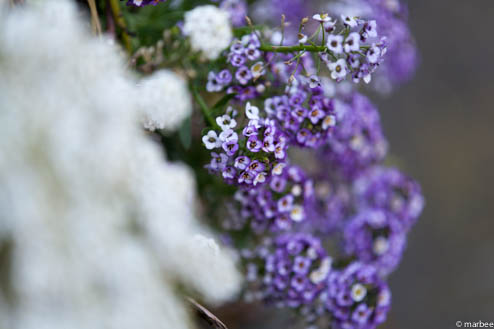 紫色の小さな花