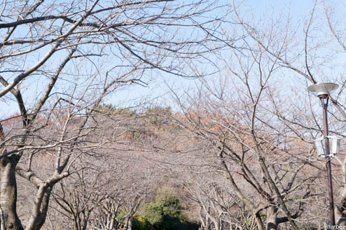 枯れ木のトンネル