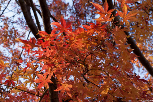 紅葉