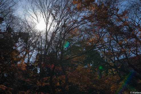 太陽と紅葉