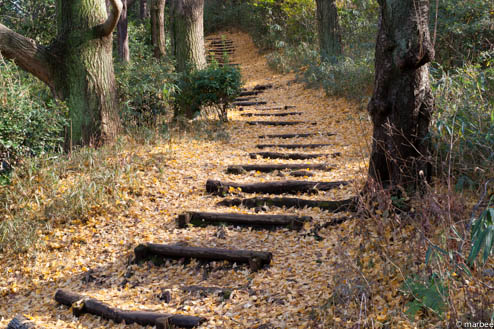 銀杏の落ち葉で覆われた階段