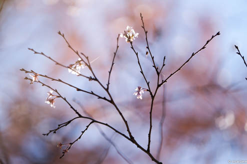 寒桜