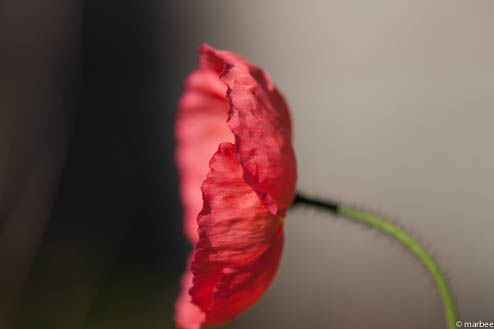 ブラック＆ホワイト