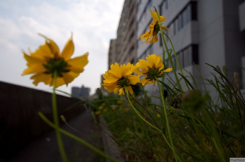 キバナコスモス?