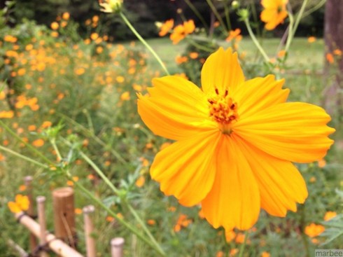 キバナコスモス キバナコスモス