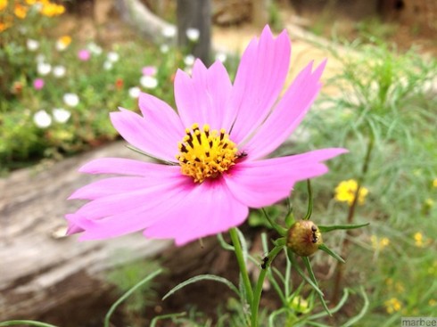 コスモス コスモス