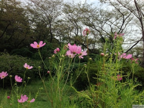 コスモス コスモス