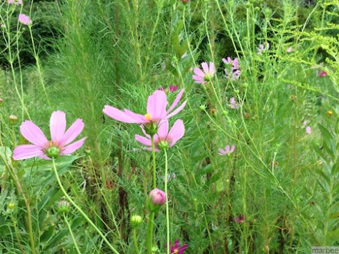 コスモス コスモス