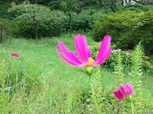 コスモス コスモス