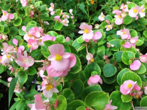 ピンク色の花 ピンク色の花