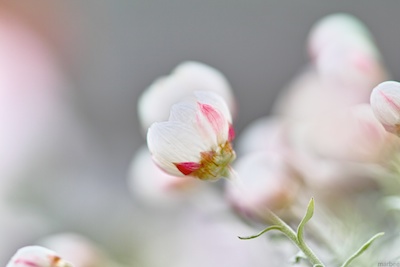 花かんざし 花かんざし