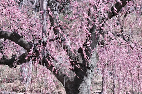 紅枝垂れ桜 紅枝垂れ桜