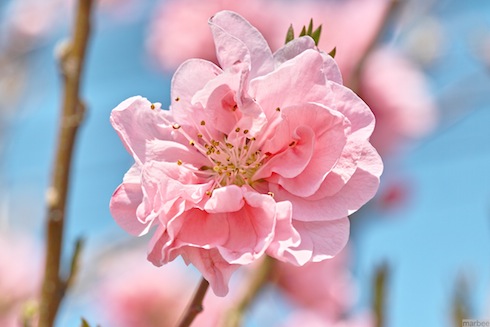 横浜緋桜 横浜緋桜