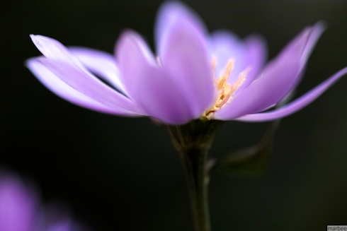 Flowers shining in the dark