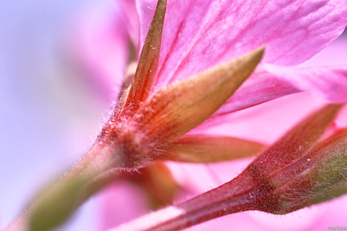 Flower withstand strong winds