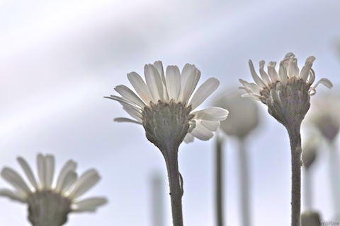 ローゼンタ ローゼンタ