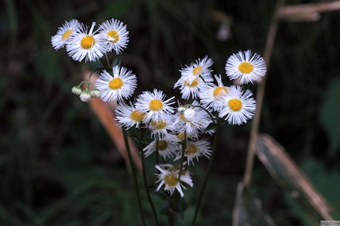 ローゼンタ ローゼンタ