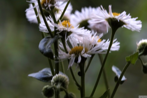 ローゼンタ ローゼンタ