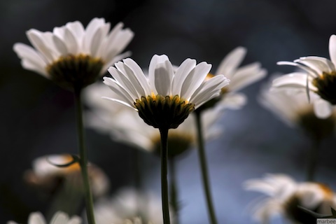 SDIM1574 ローゼンタ