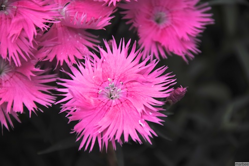 ナデシコ ナデシコ