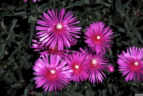 マツバギク マツバギク