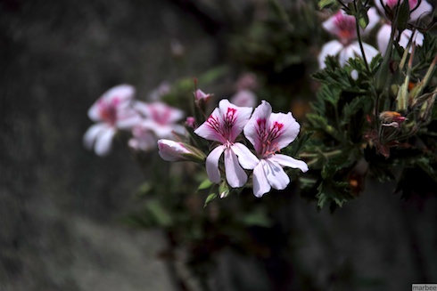 パインゼラニュウム パインゼラニュウム