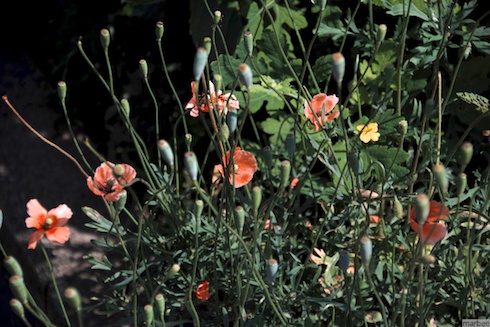 オレンジの花 オレンジの花