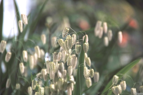 ねこじゃらしもどき? ねこじゃらしもどき?