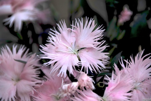 ナデシコ ナデシコ