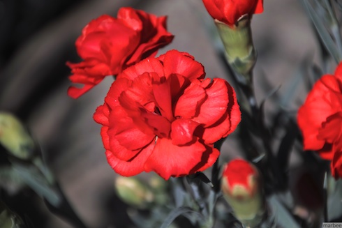 赤い花 赤い花
