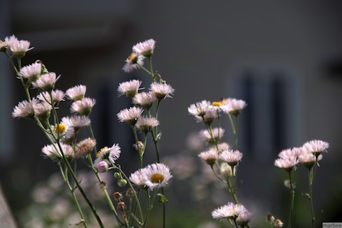 ローゼンタ? ローゼンタ?